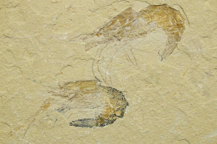 Two Cretaceous Fossil Shrimp - Lebanon #376616
